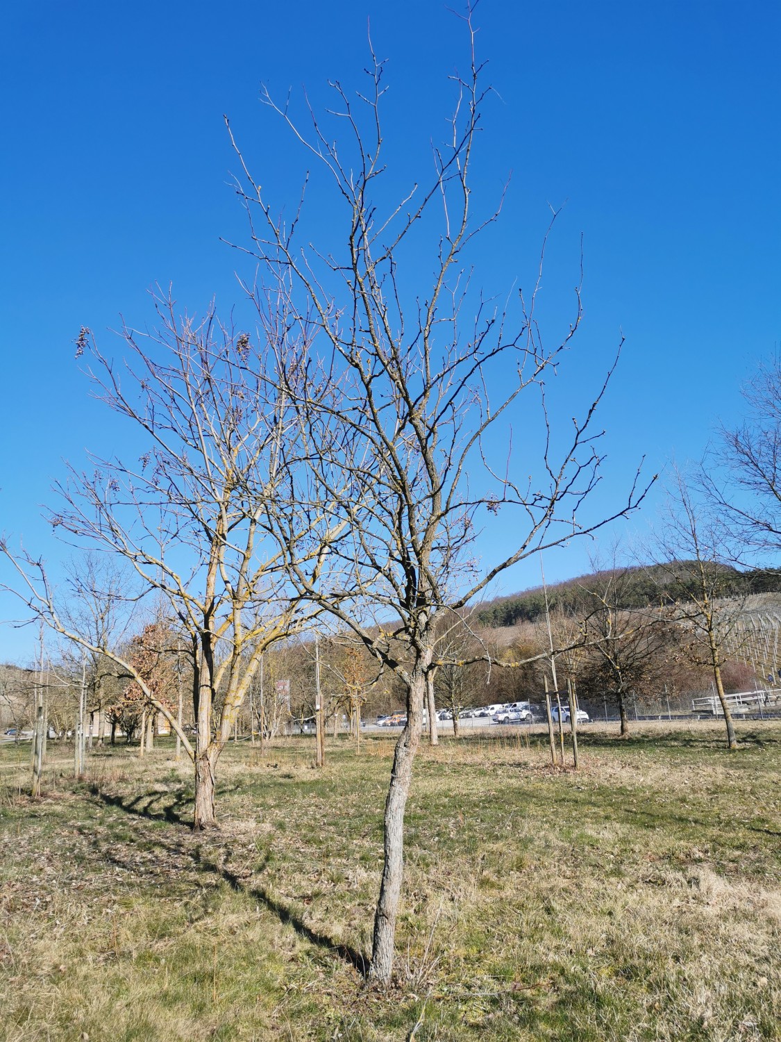 jujuba Ziziphus