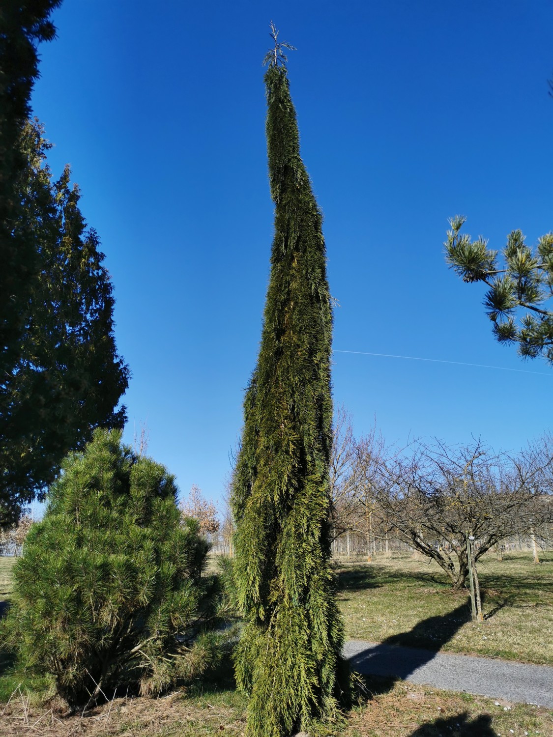 'Pendulum' giganteum Sequoiadendron
