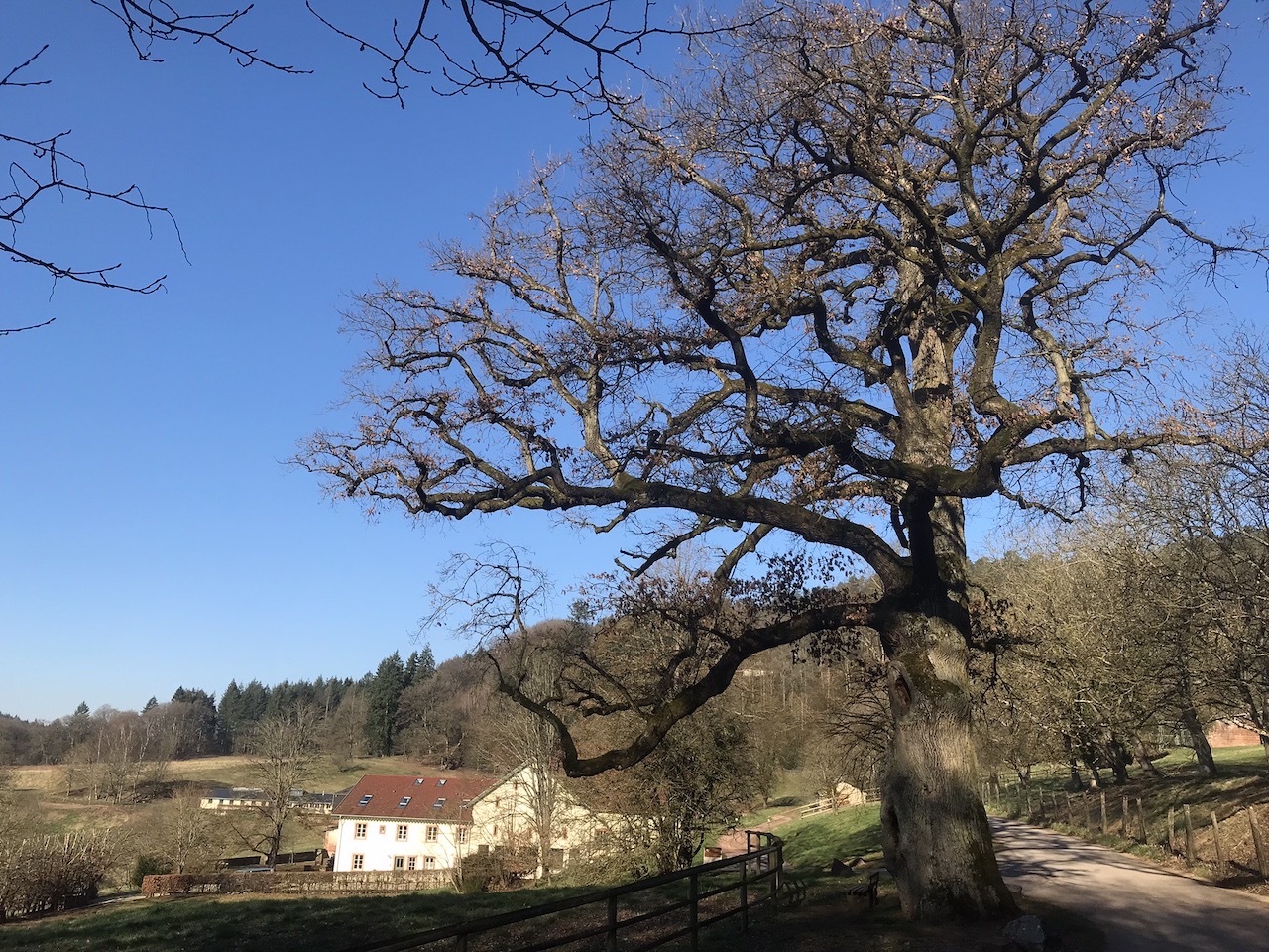 Quercus robur - St. Gangolf - März 2022