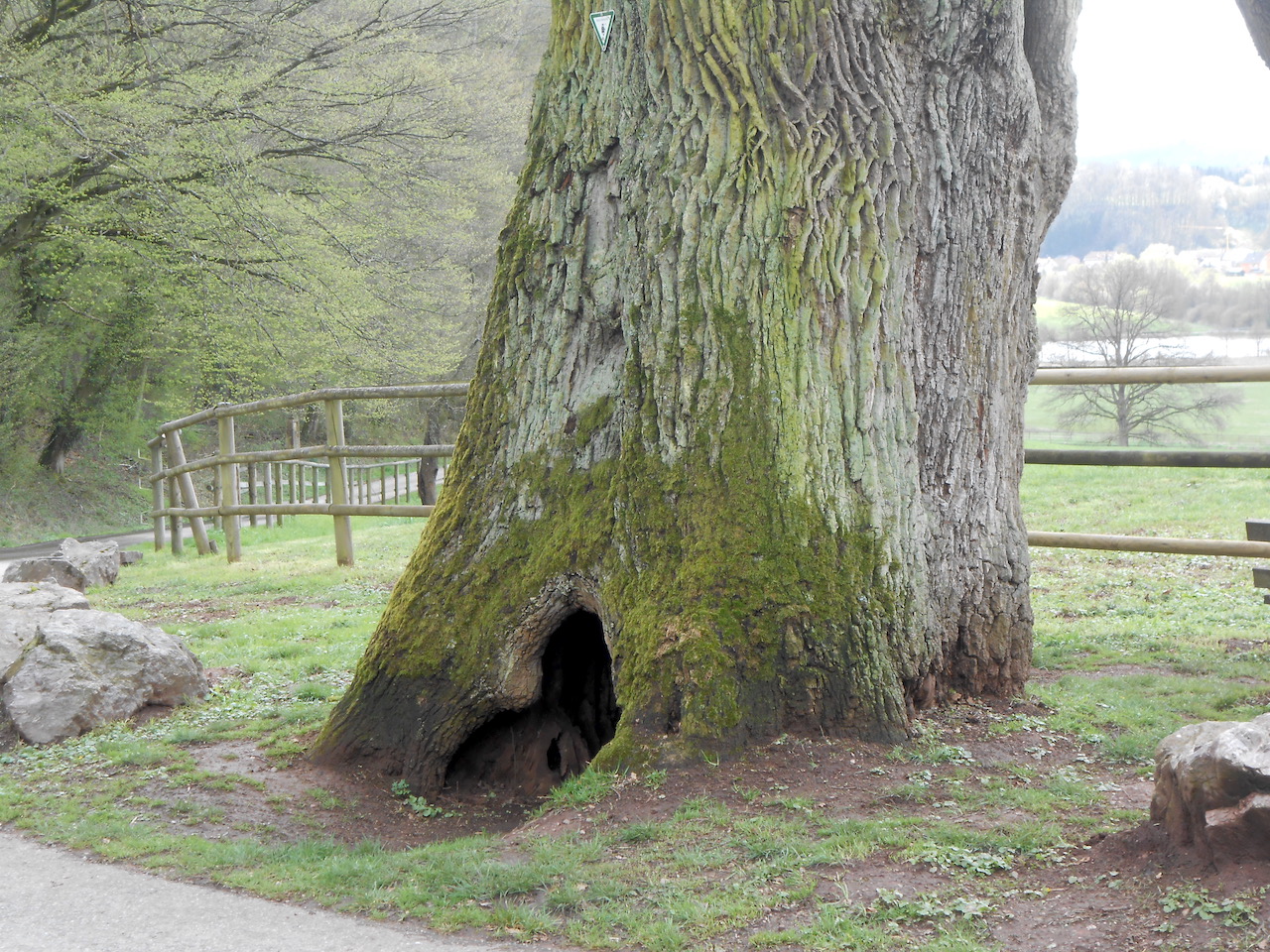 Quercus robur - St. Gangolf - April 2022