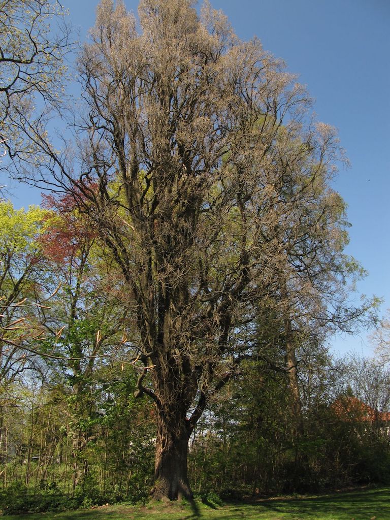 Fastigiata-Gruppe Quercus robur