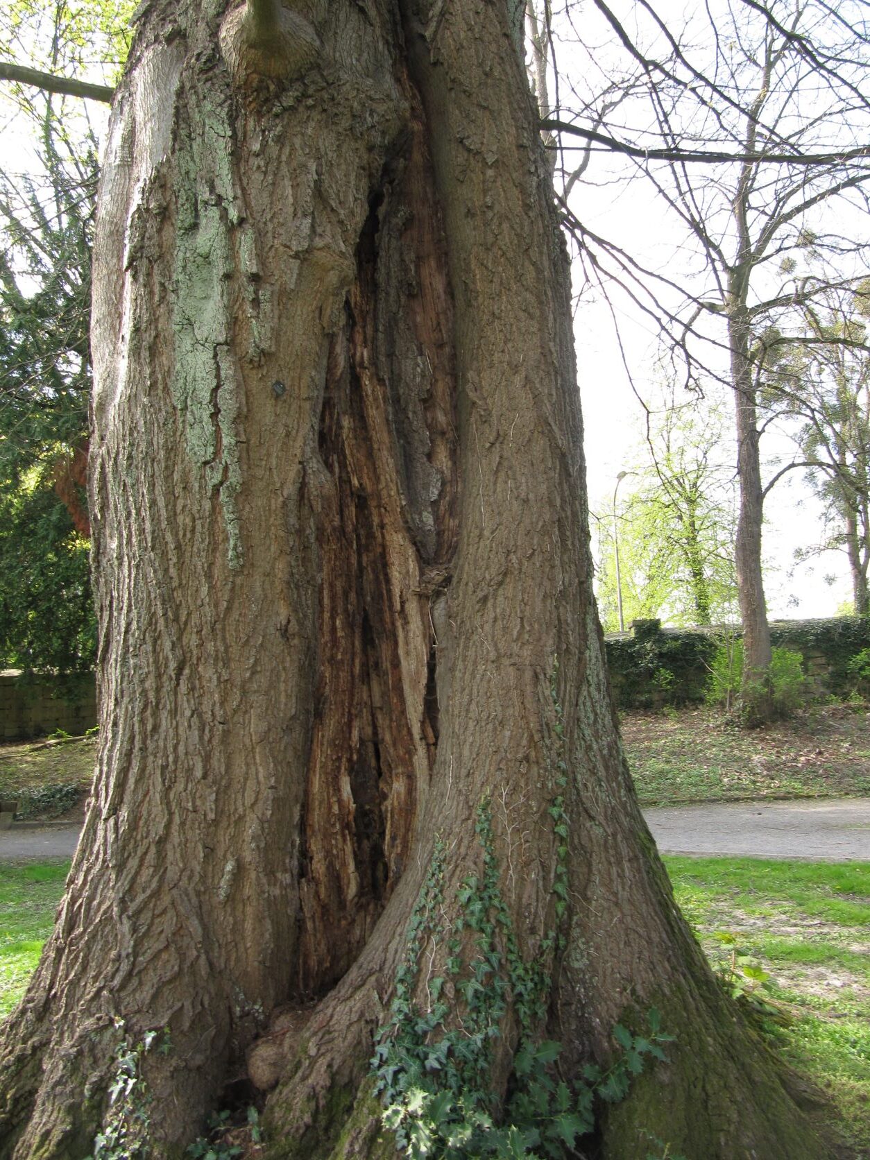 Quercus rubra - Stadthagen - April 2022