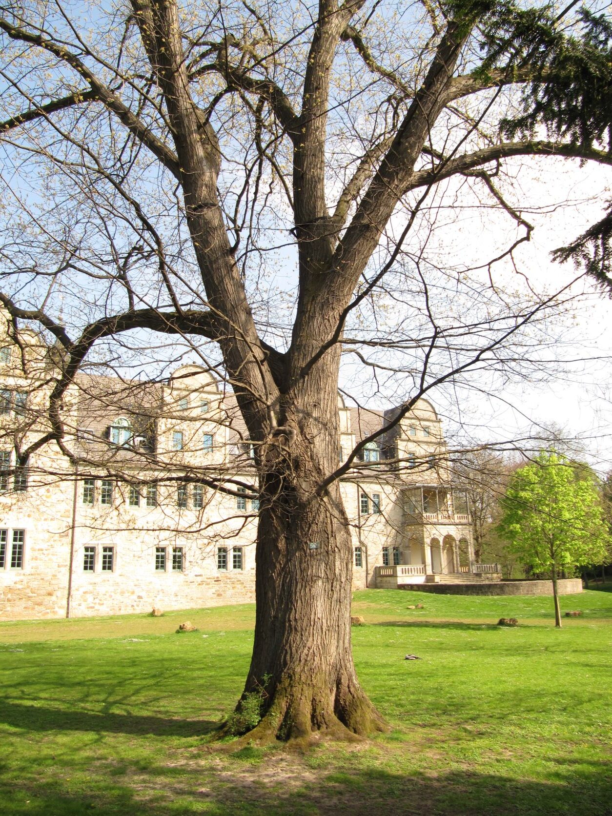 Quercus rubra - Stadthagen - April 2022