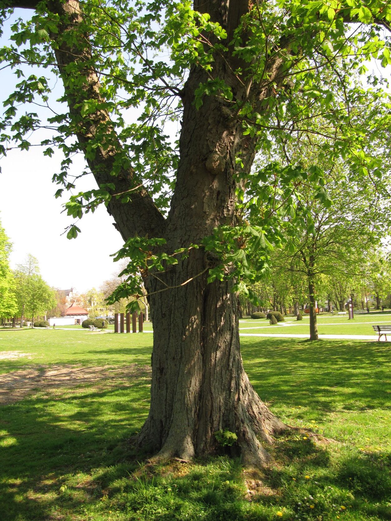 Aesculus x carnea - Stadthagen - April 2022