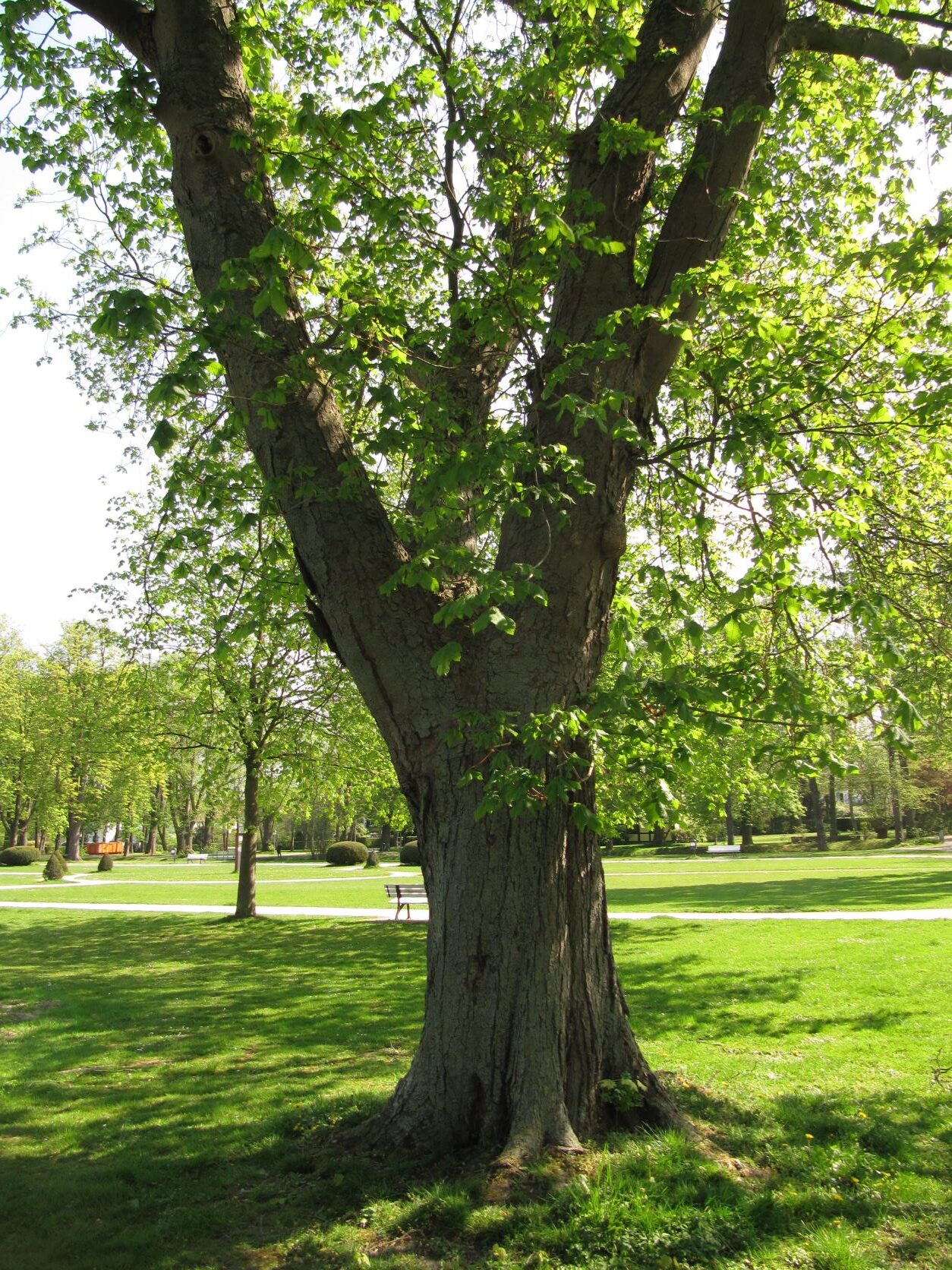Aesculus x carnea - Stadthagen - April 2022