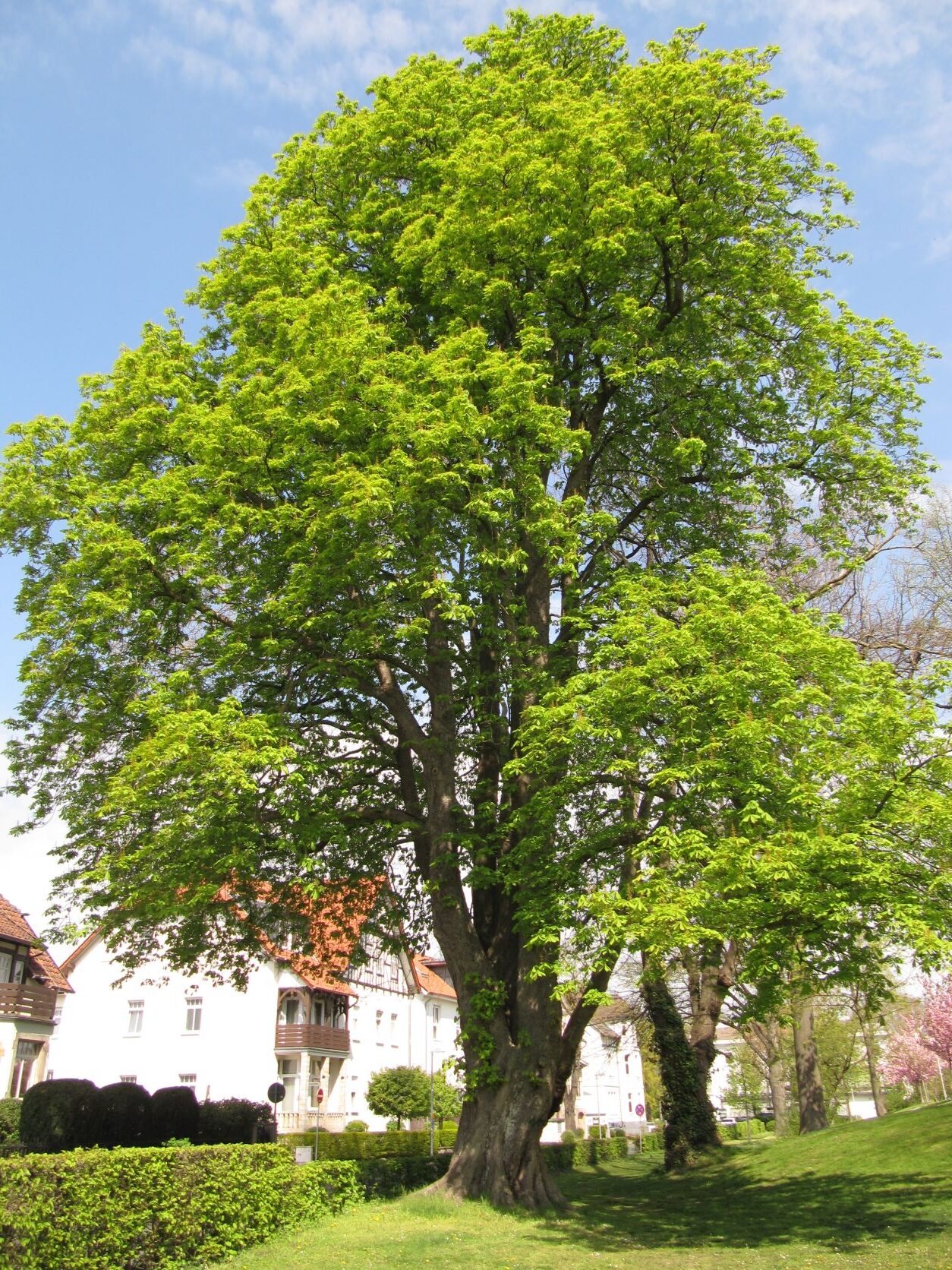 Aesculus hippocastanum - Stadthagen - April 2022