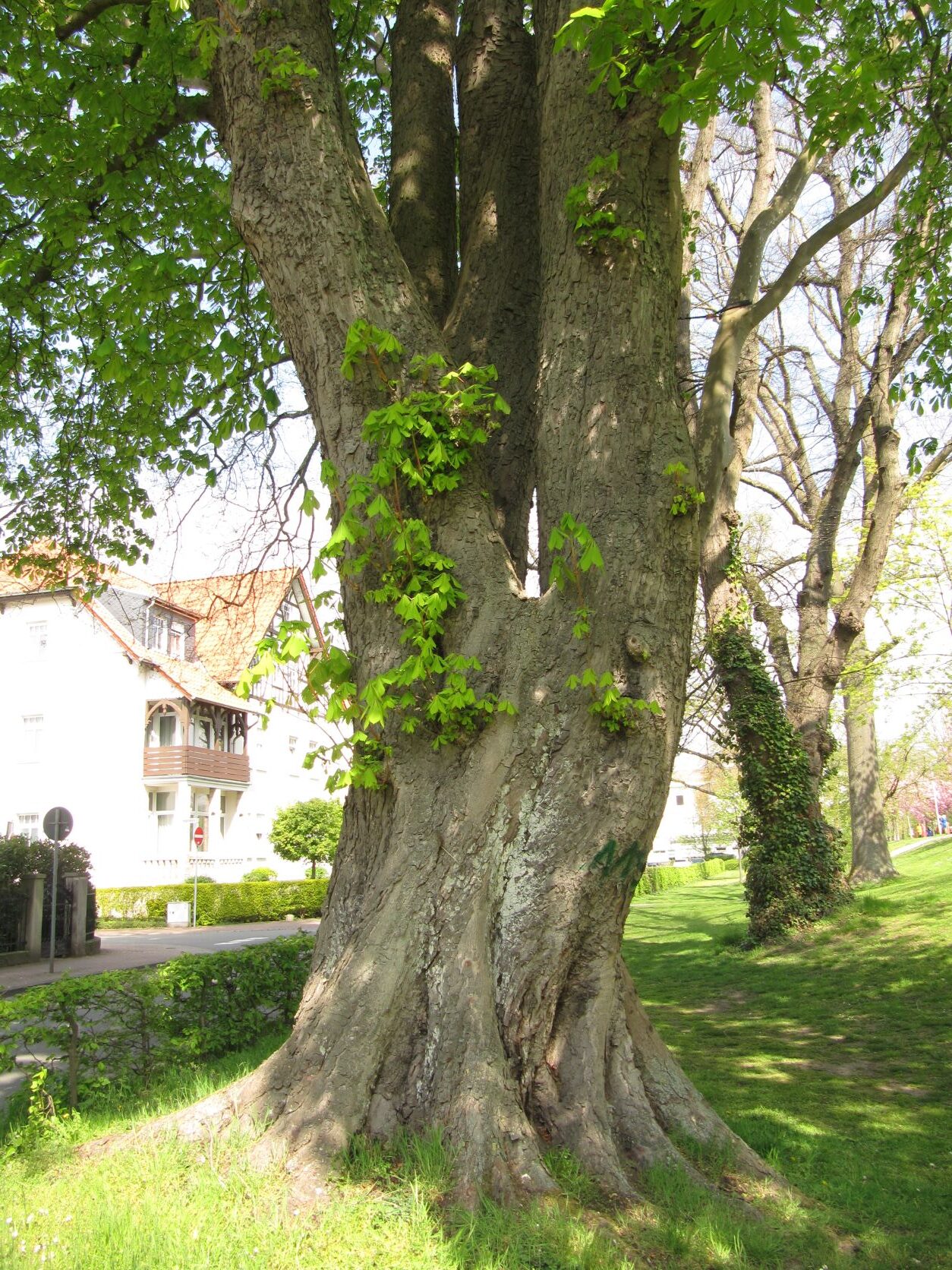 Aesculus hippocastanum - Stadthagen - April 2022