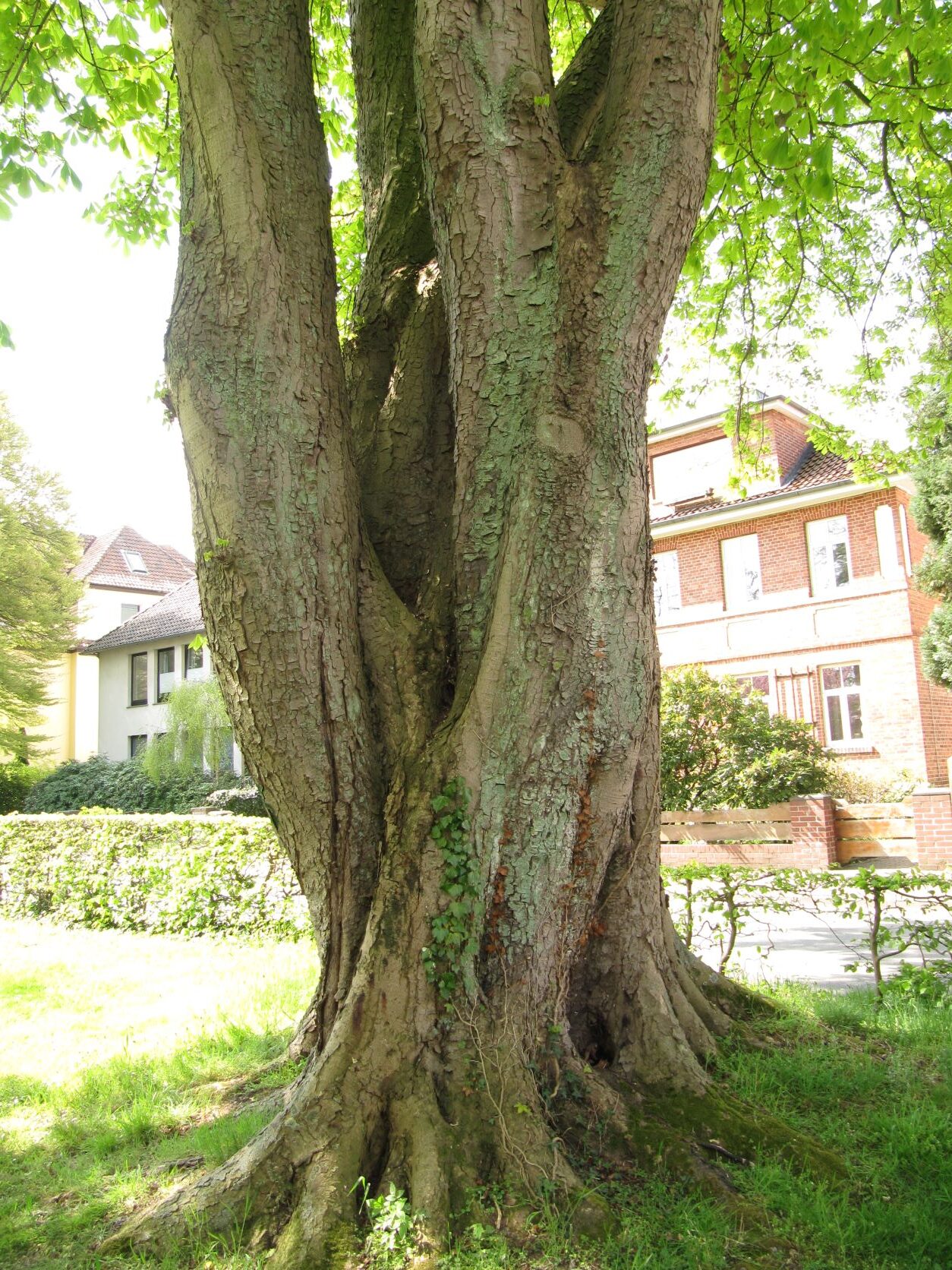 Aesculus hippocastanum - Stadthagen - April 2022