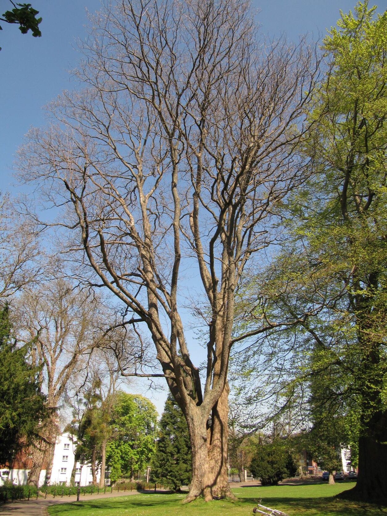 Acer pseudoplatanus - Bückeburg Palaisgarten - April 2022