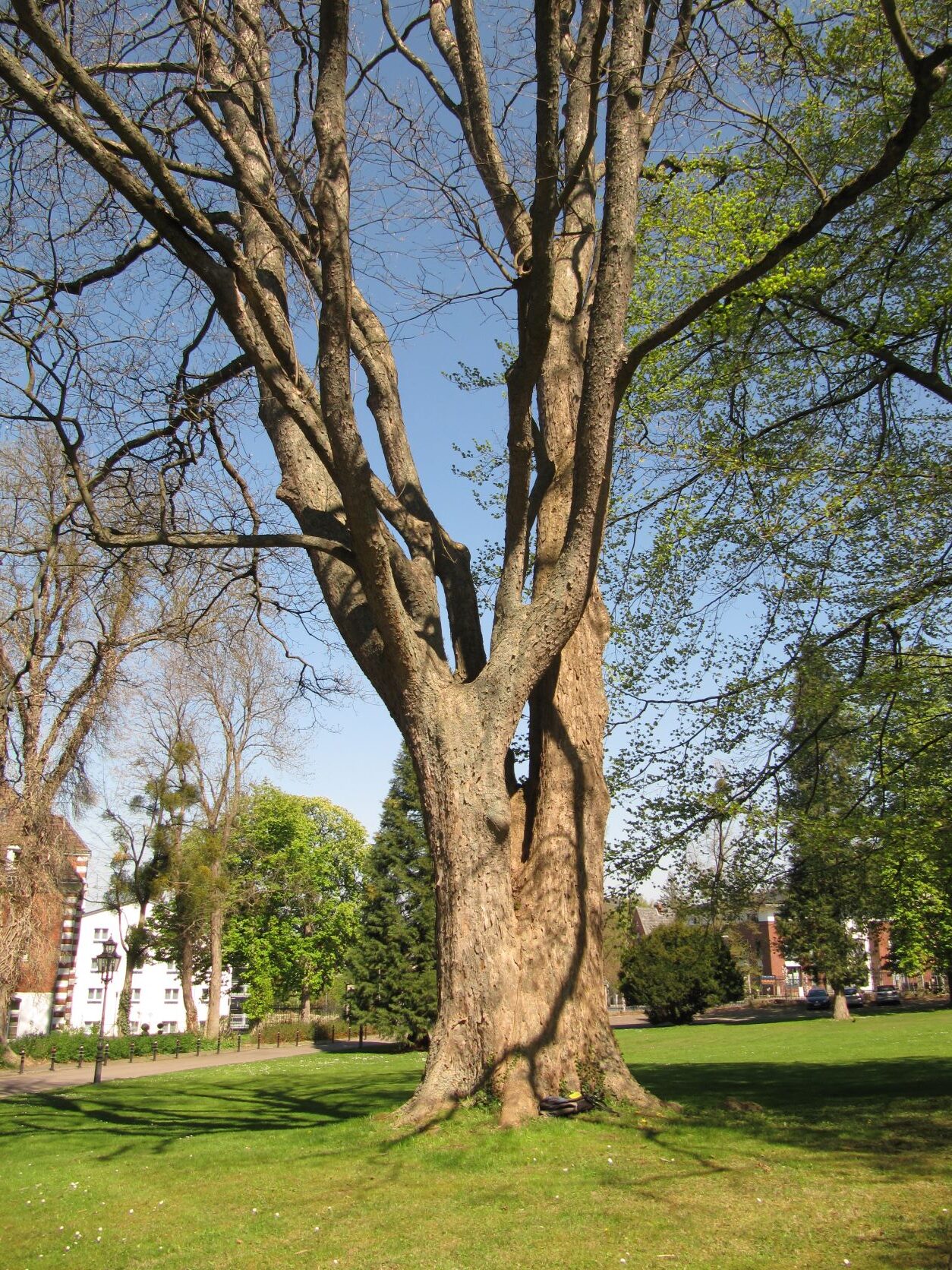 Acer pseudoplatanus - Bückeburg Palaisgarten - April 2022