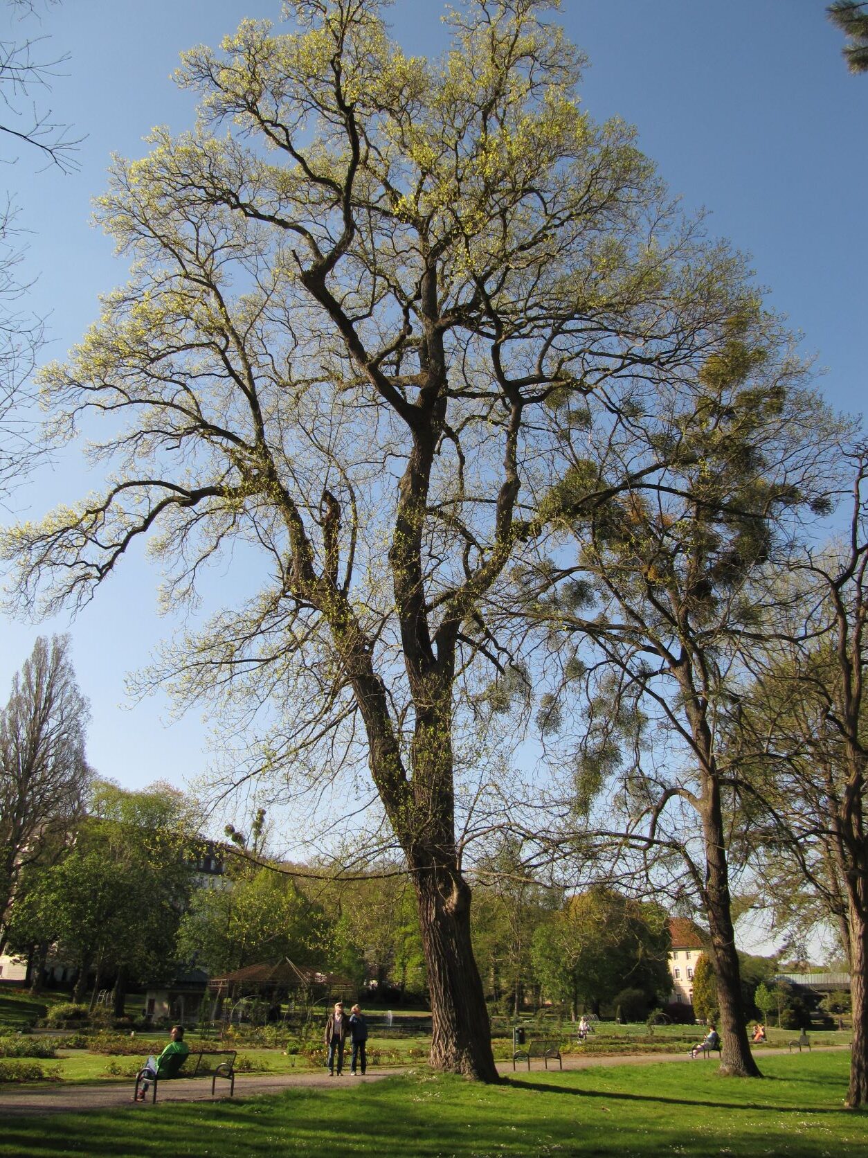 Liriodendron tulipifera - Bad Eilsen - April 2022