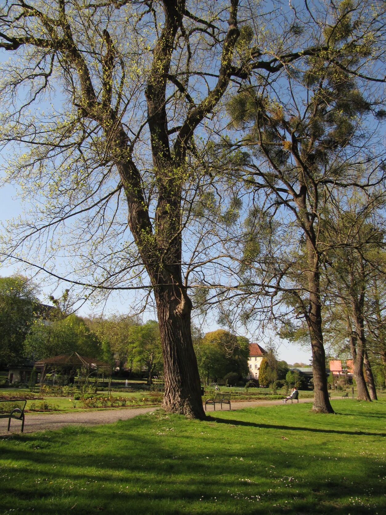Liriodendron tulipifera - Bad Eilsen - April 2022