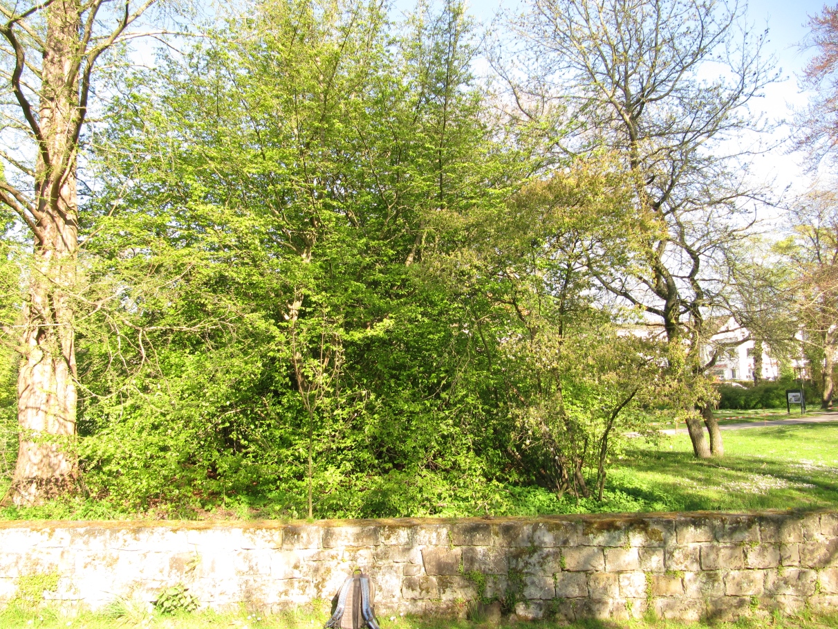 Parrotia persica - Bad Eilsen - April 2022
