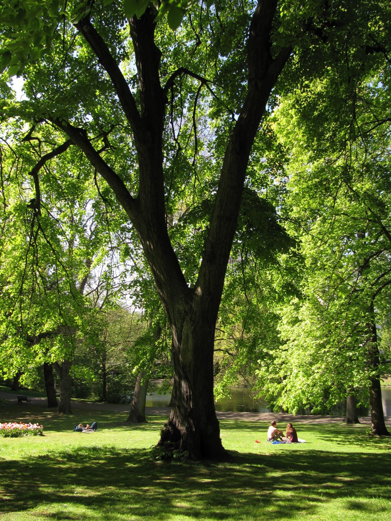 'Petiolaris' Tilia tomentosa