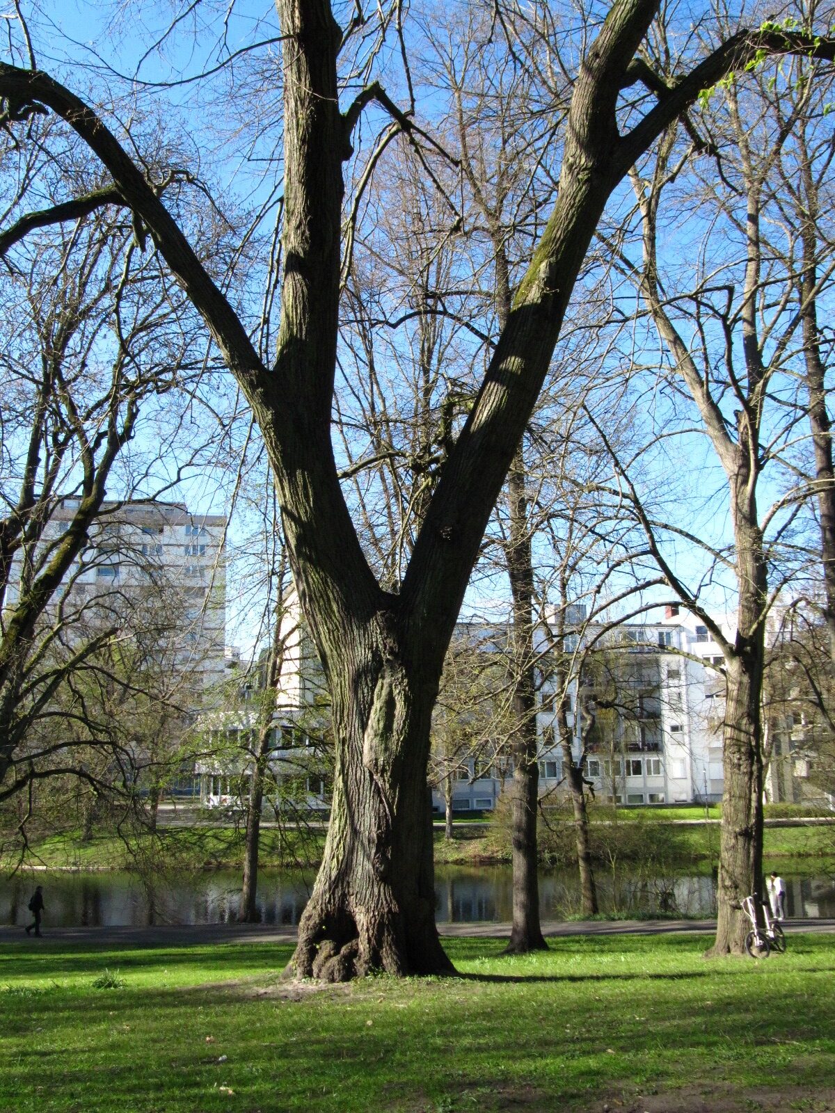 Tilia tomentosa 'Petiolaris' - Bremen Wallanlagen - April 2025