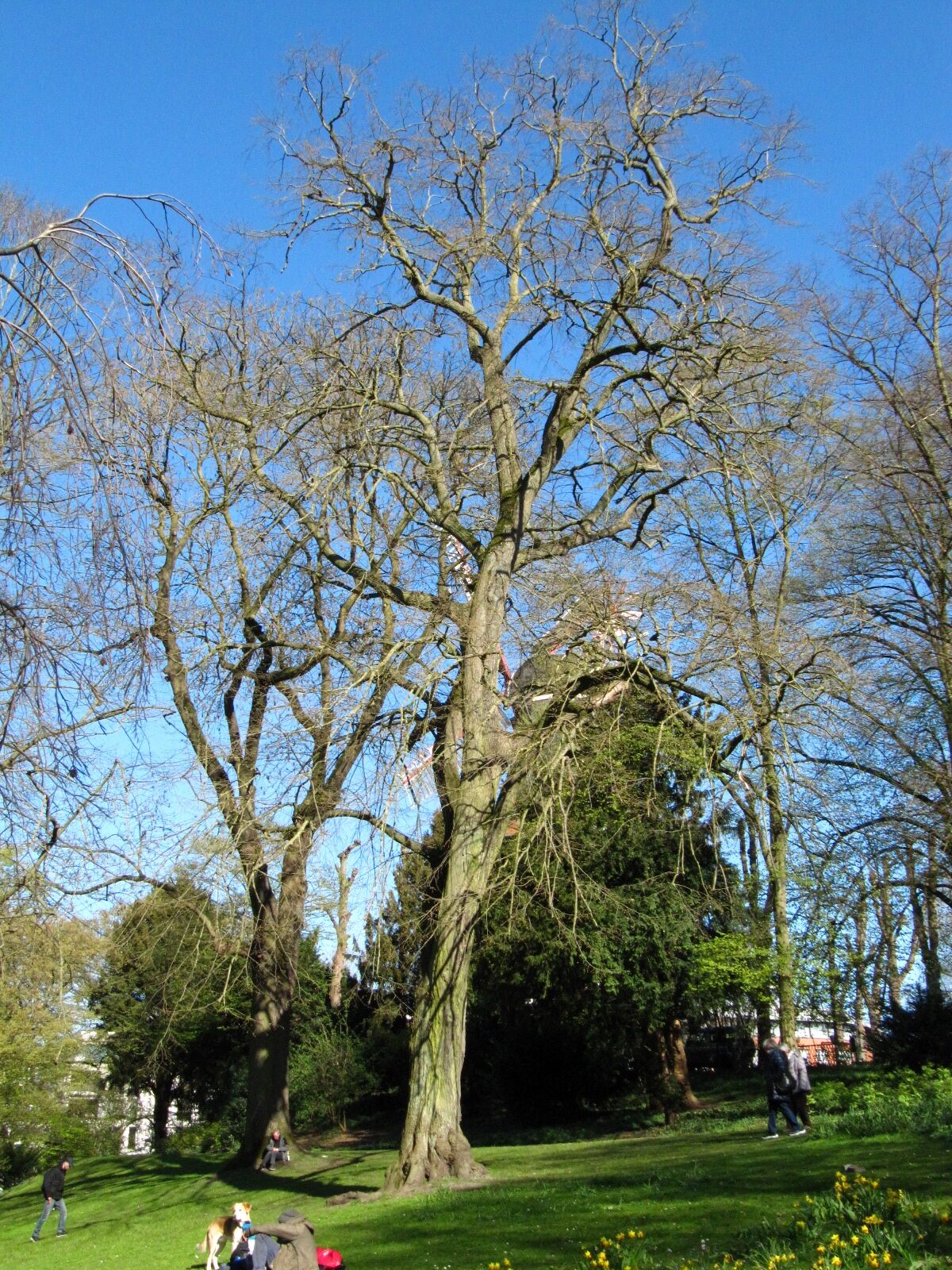 Tilia tomentosa 'Petiolaris' - Bremen Wallanlagen - April 2025