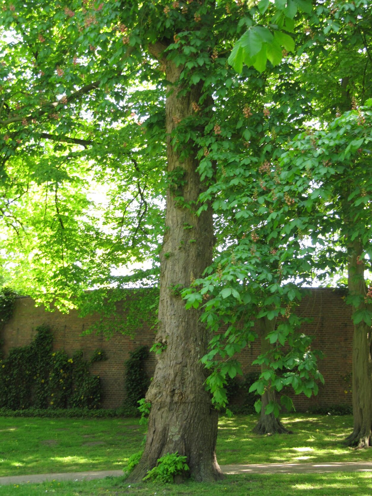 Aesculus x carnea - Bremen-Mitte - 2022