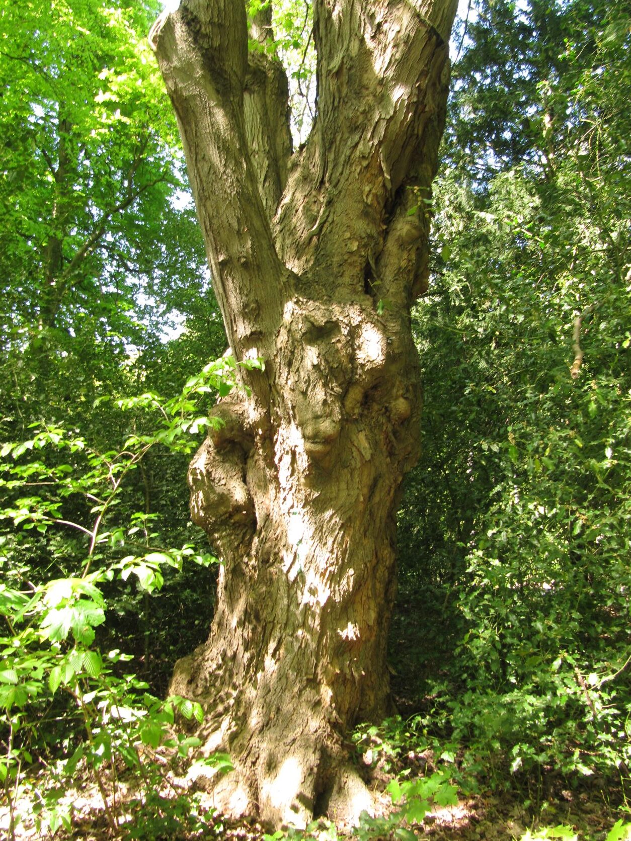 Acer saccharum