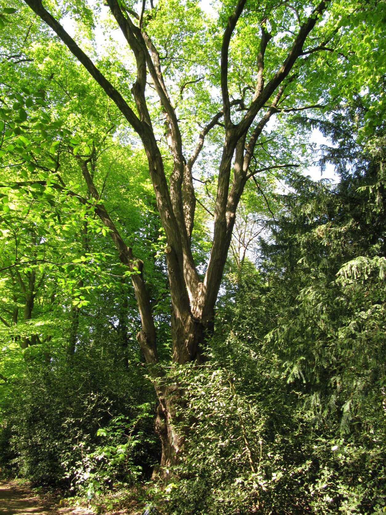 Acer saccharum - Wätjenspark Bremen-Blumenthal - 2022