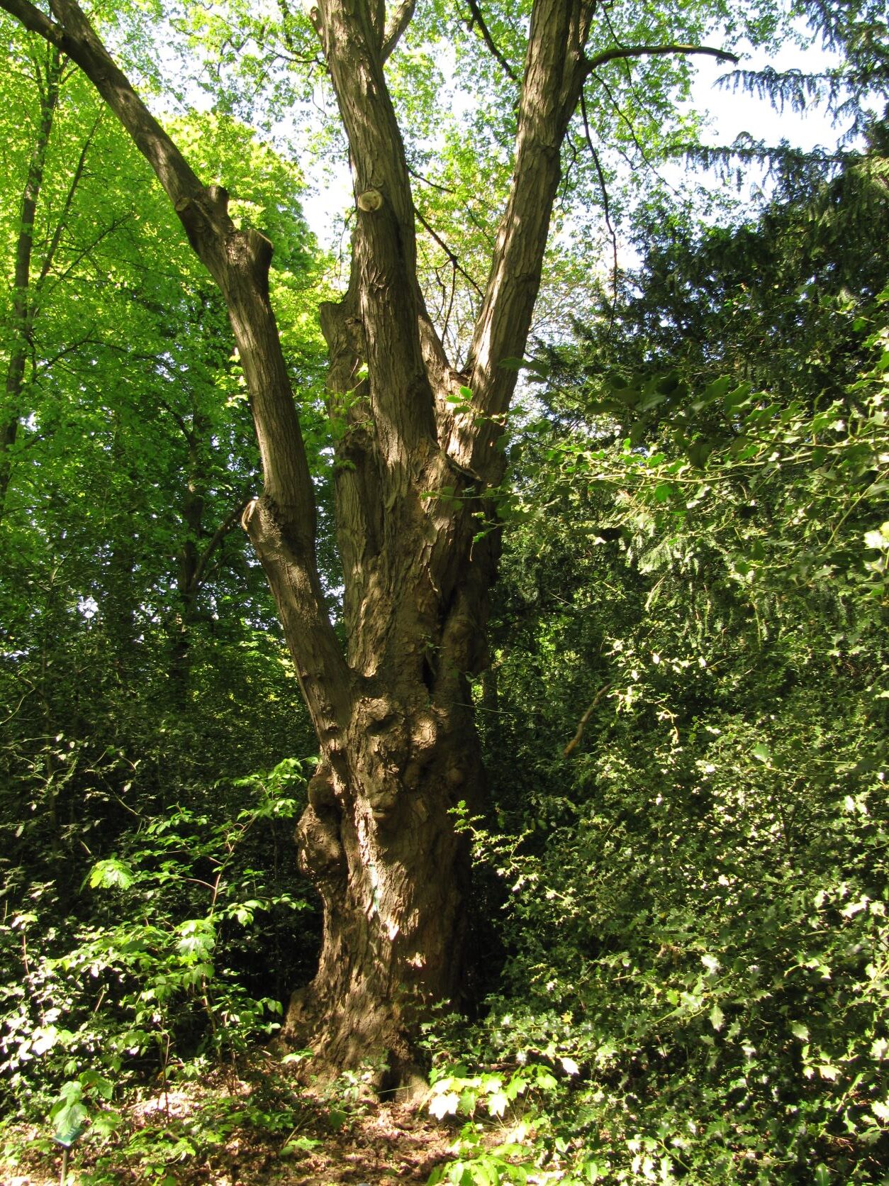 Acer saccharum - Wätjenspark Bremen-Blumenthal - 2022