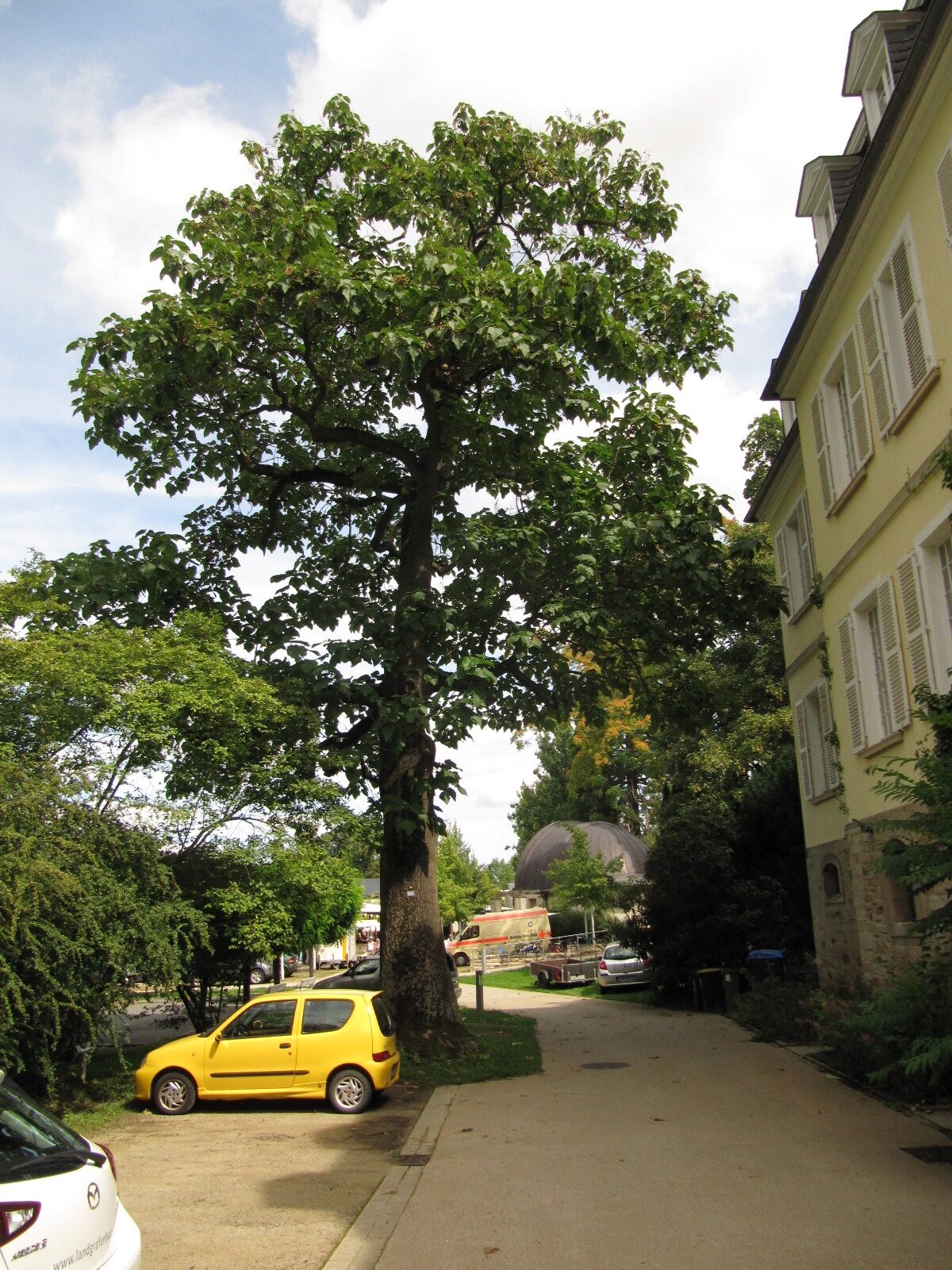 Paulownia tomentosa
