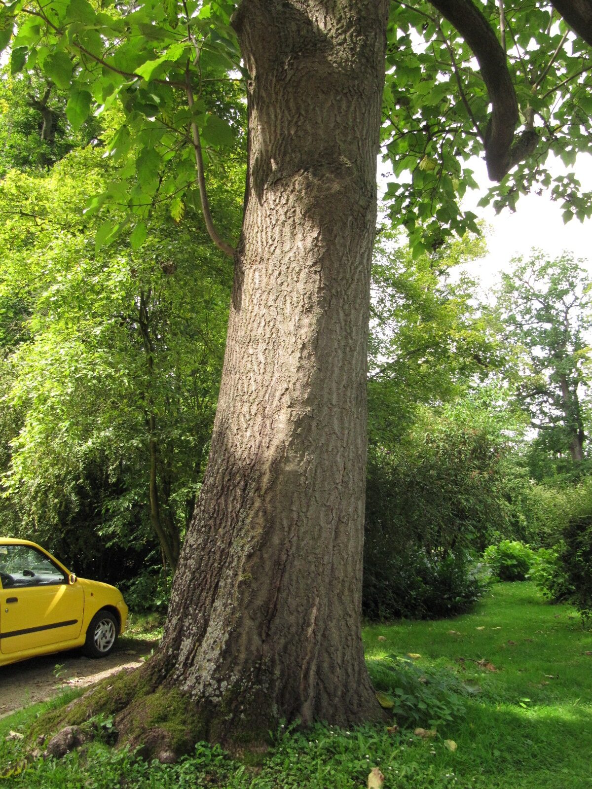 Paulownia tomentosa - Bad Nenndorf - August 2023