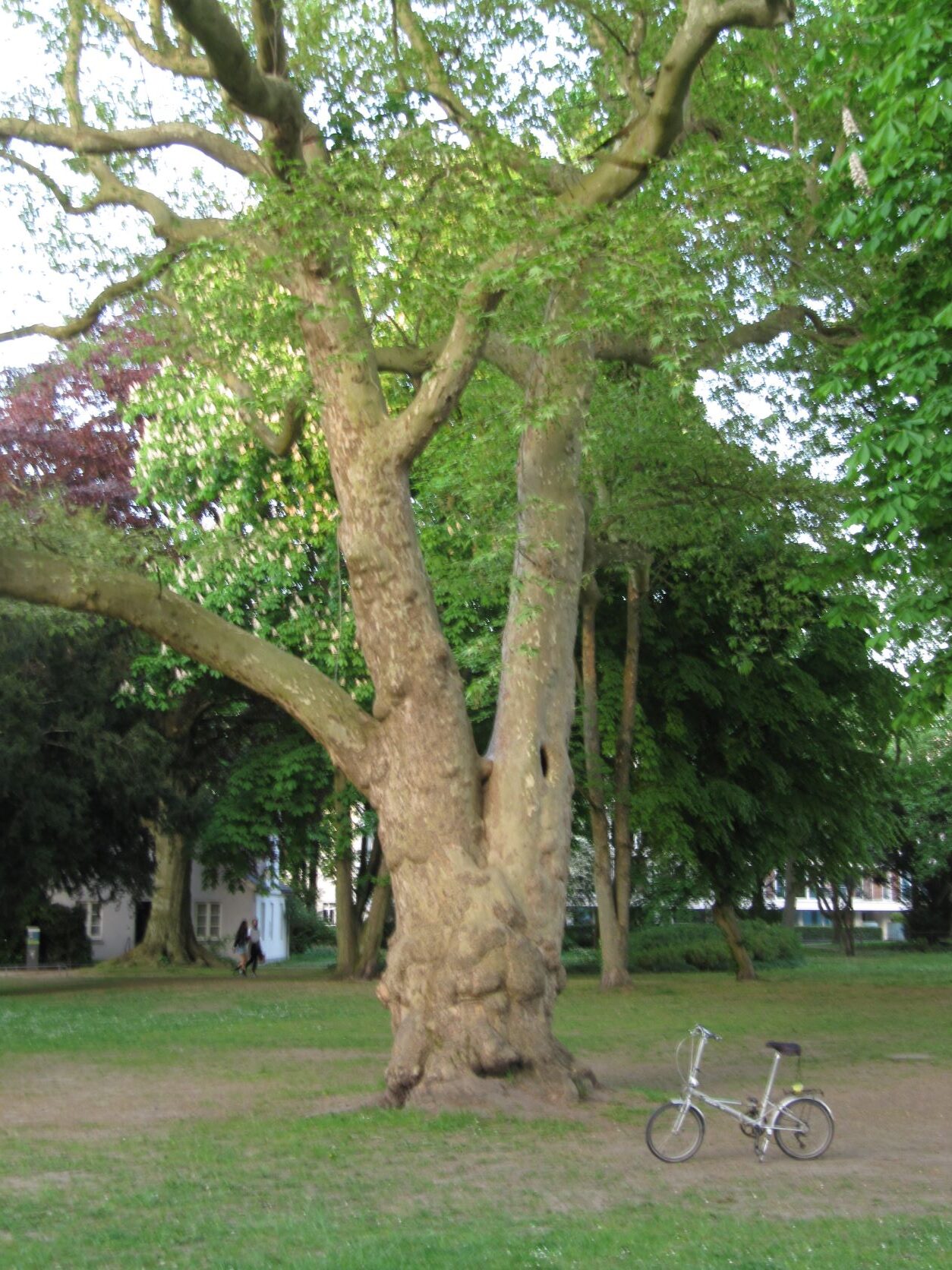 Platanus orientalis Heine Park Mai 2022