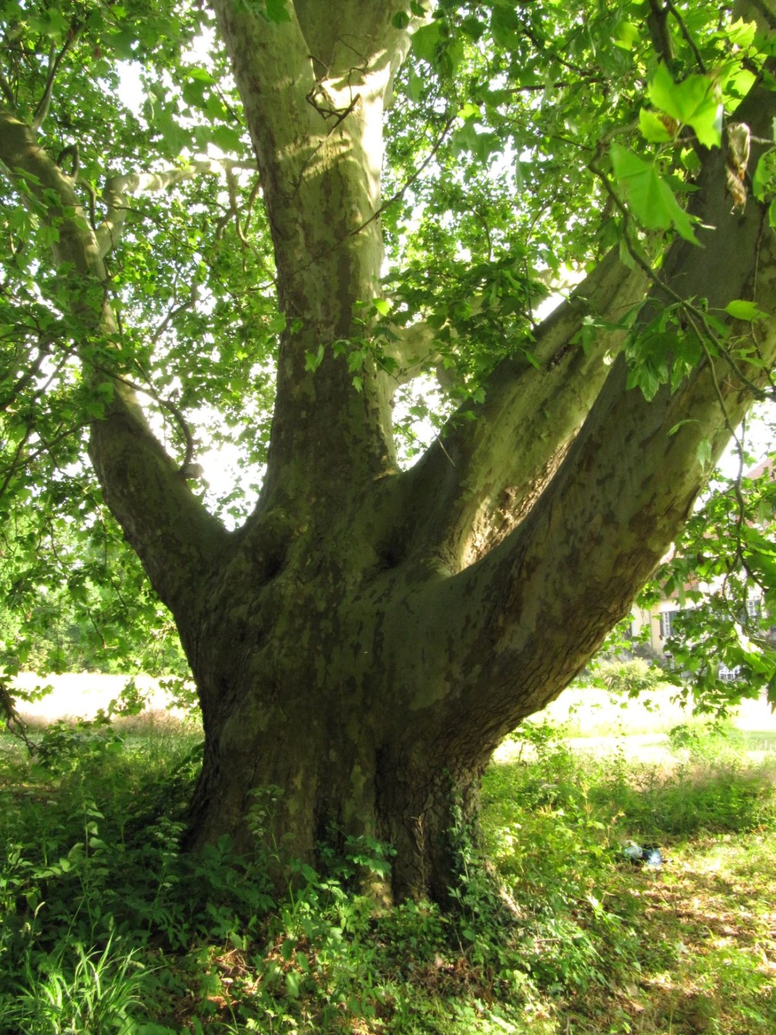 Platanus × hispanica - Seggerde - 2021