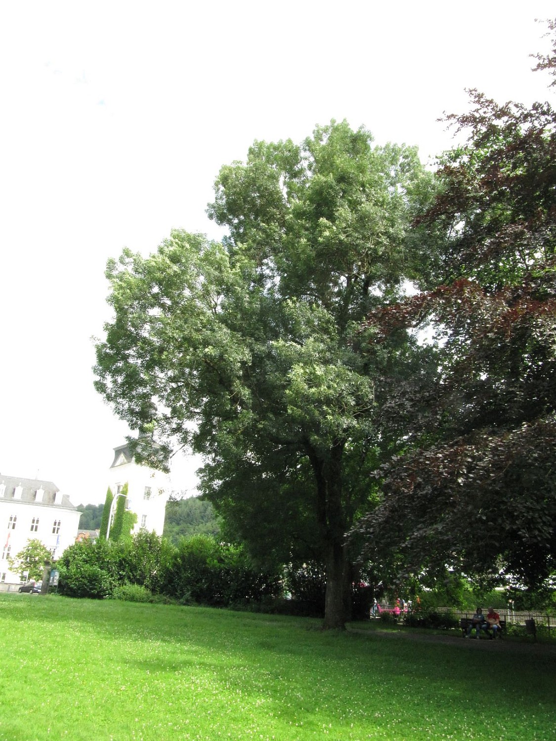 angustifolia Fraxinus