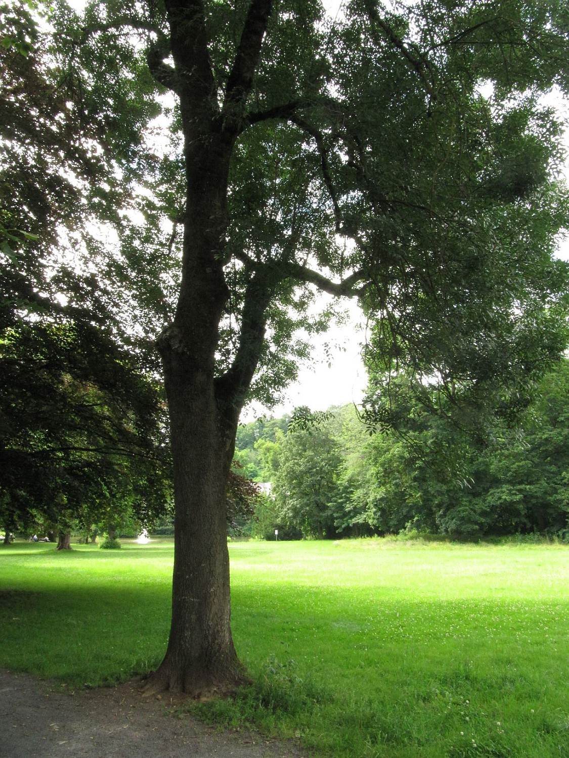 Fraxinus angustifolia - Sayn, Schloßpark - 2021
