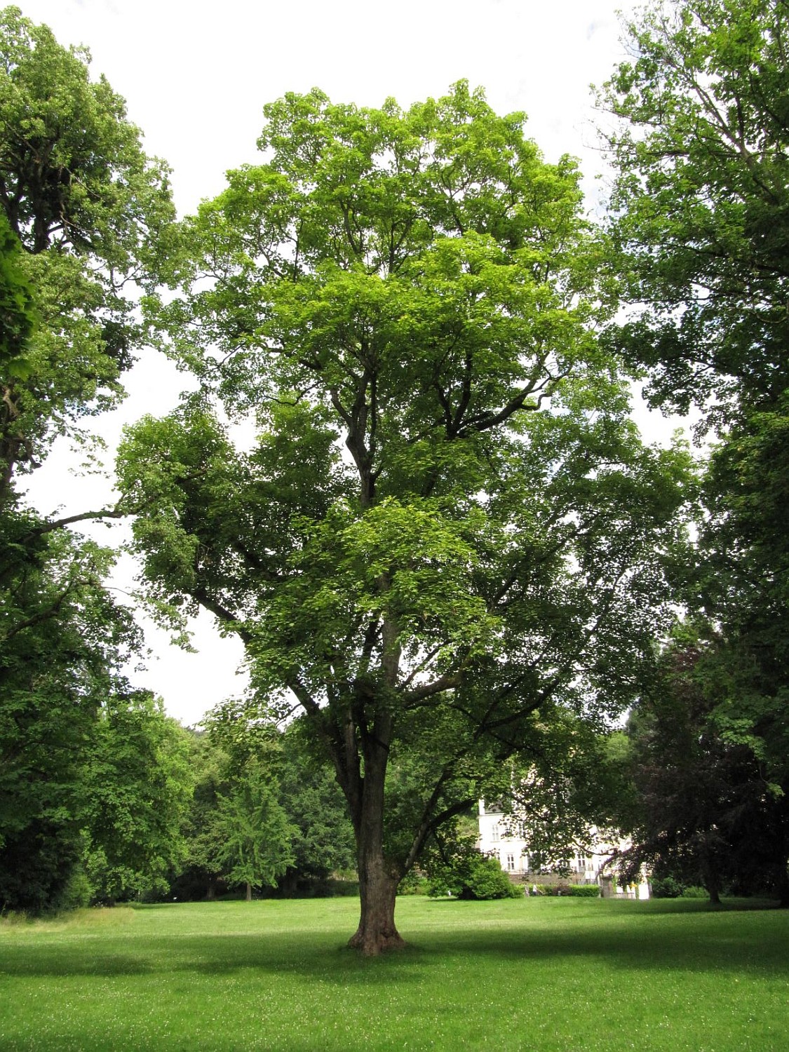 'Leopoldii' Acer pseudoplatanus