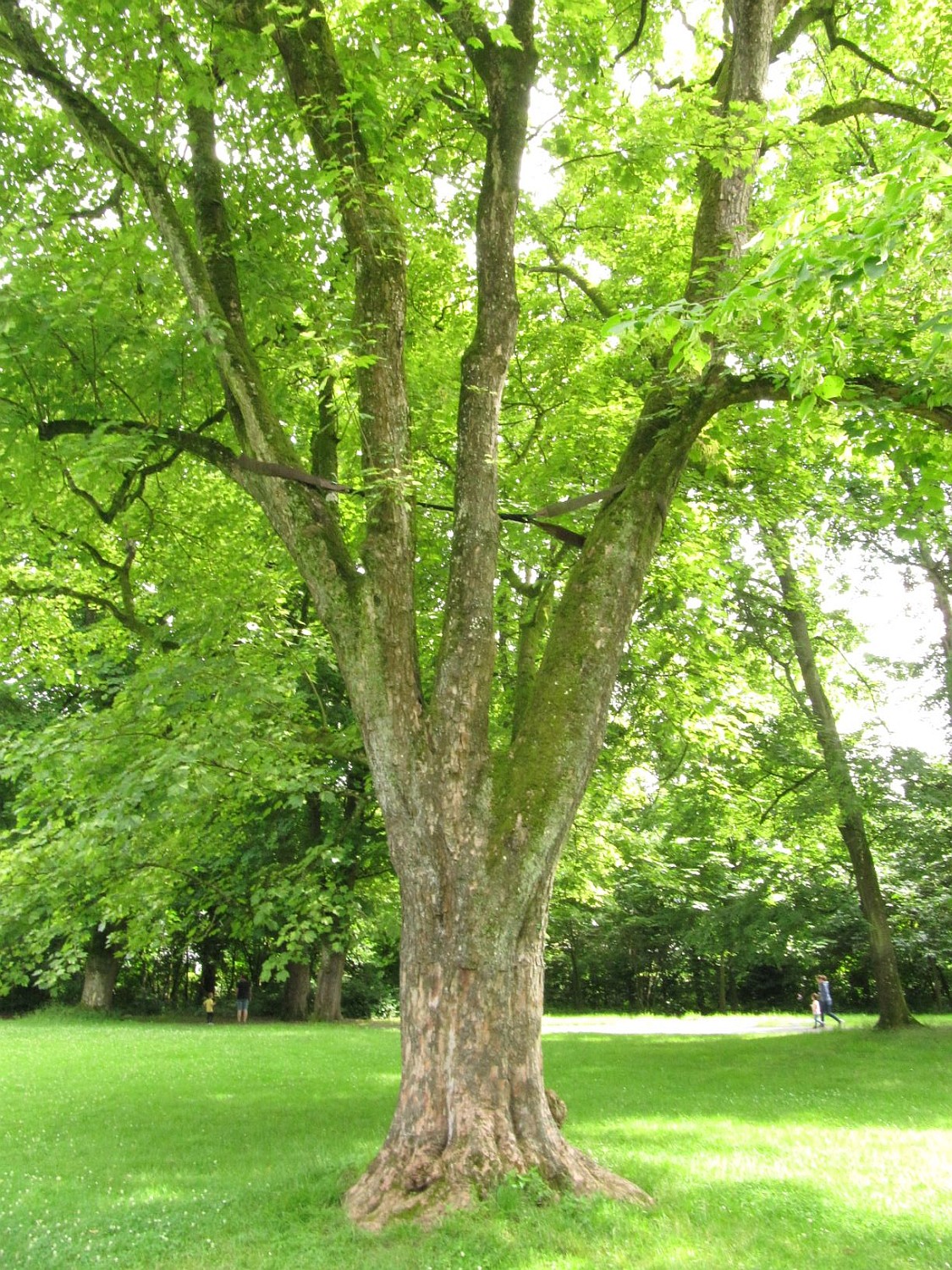 Acer pseudoplatanus 'Leopoldii' - Sayn, Schloßpark - 2021