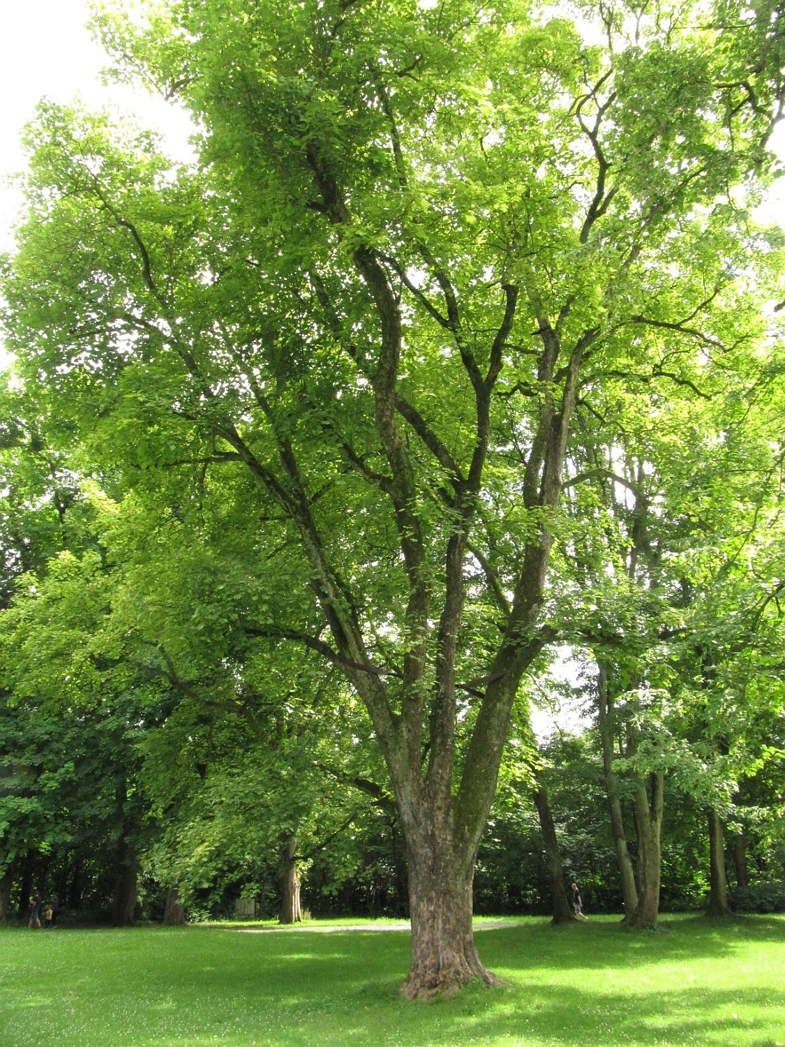 Acer pseudoplatanus 'Leopoldii' - Sayn, Schloßpark - 2021
