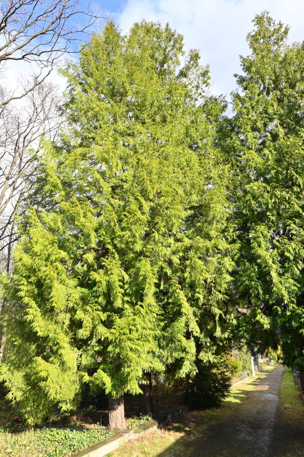 Thuja plicata 'Zebrina' - Berlin-Weißensee - 2022