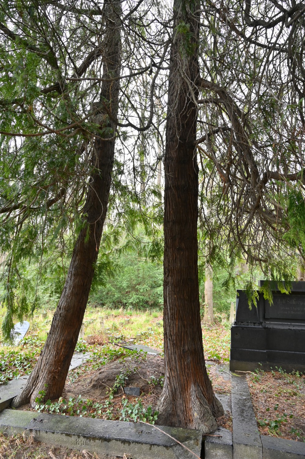 Thuja plicata 'Zebrina' - Berlin-Weißensee - 2022