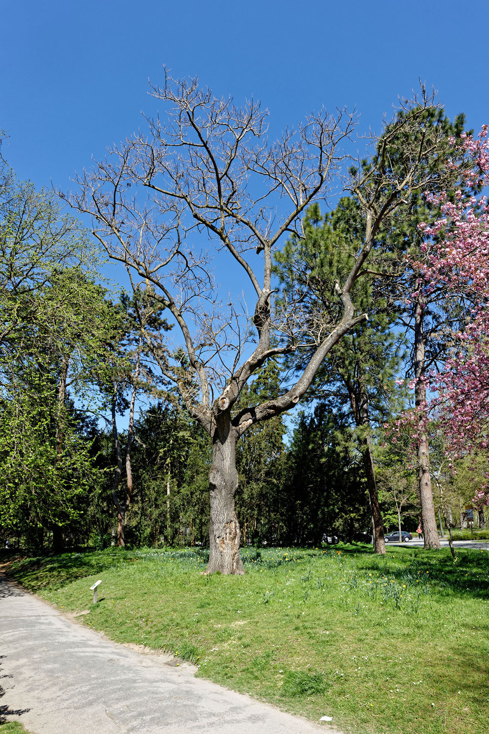Paulownia tomentosa