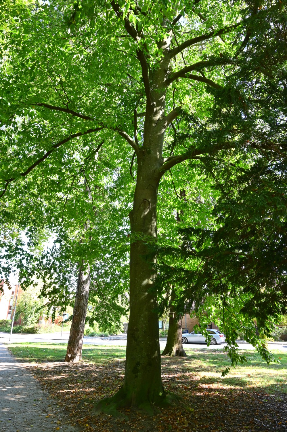 Fagus orientalis