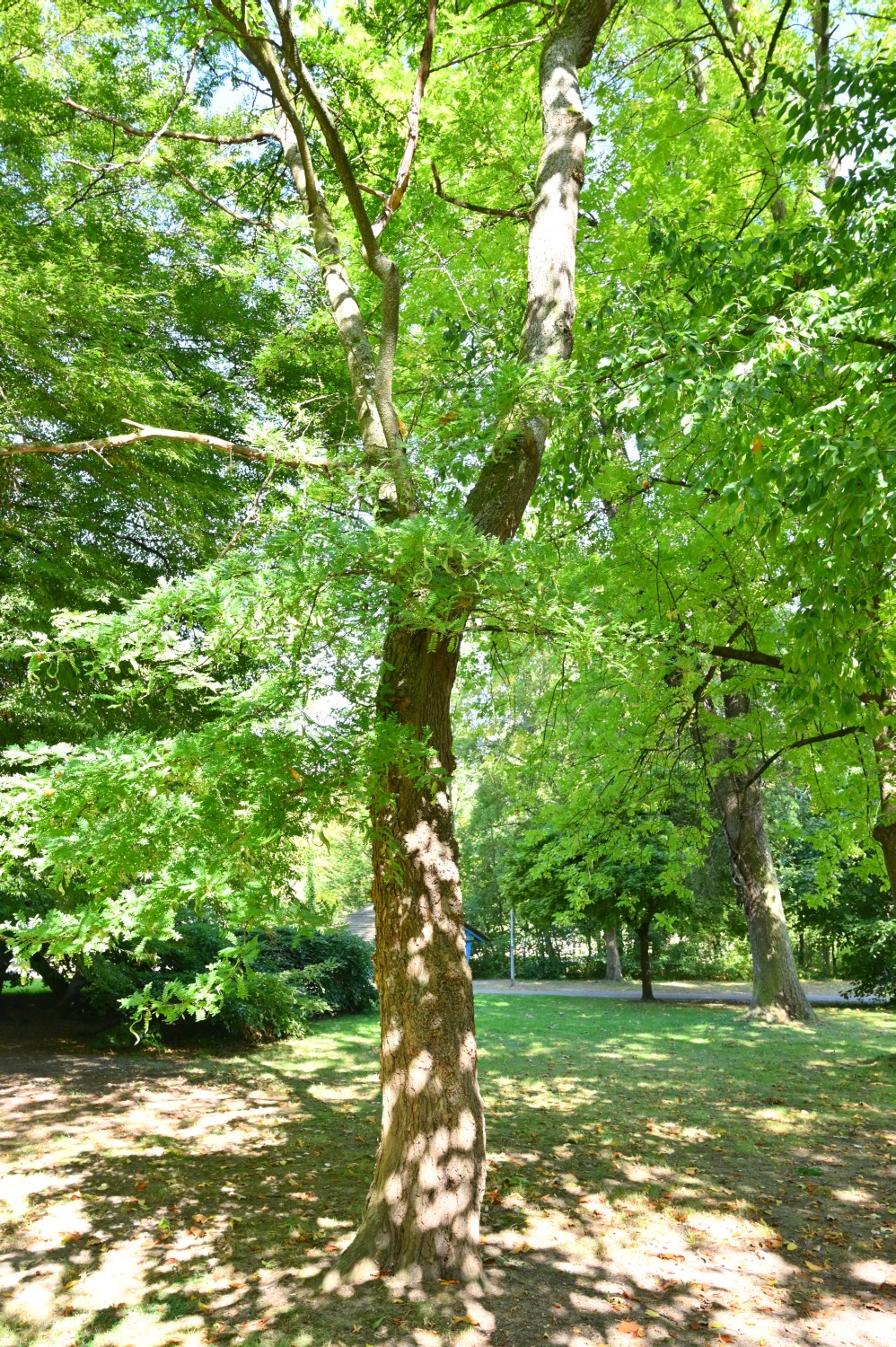 caspia Gleditsia