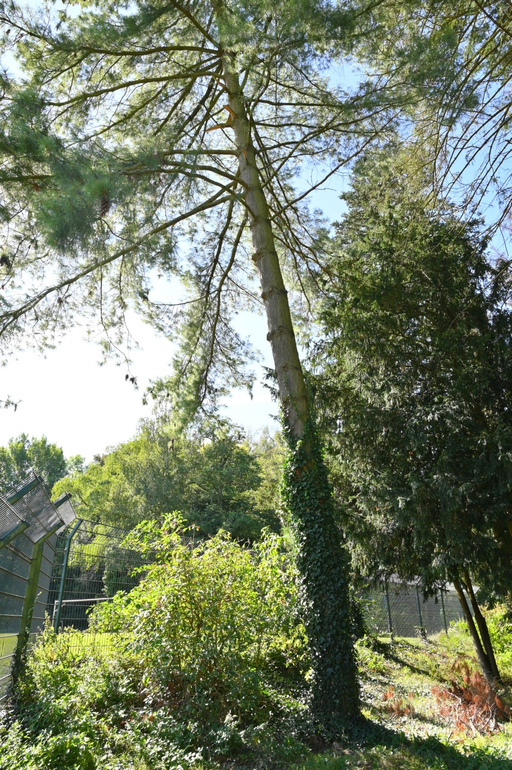 Pinus wallichiana - Hannoversch Münden - 2020