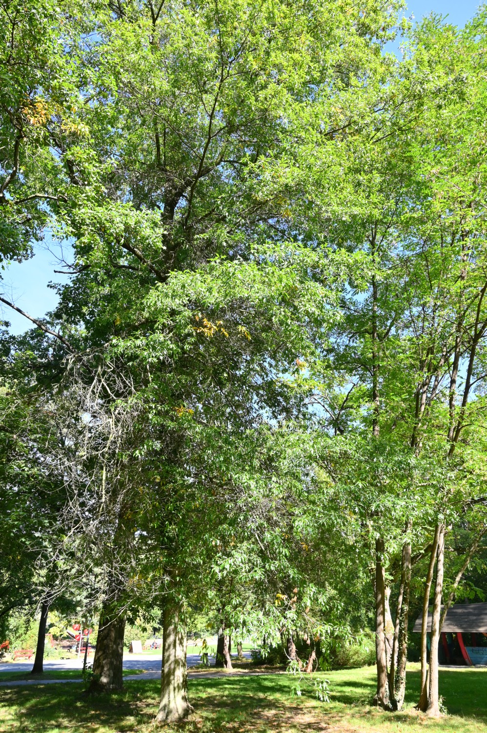 × heterophylla Quercus