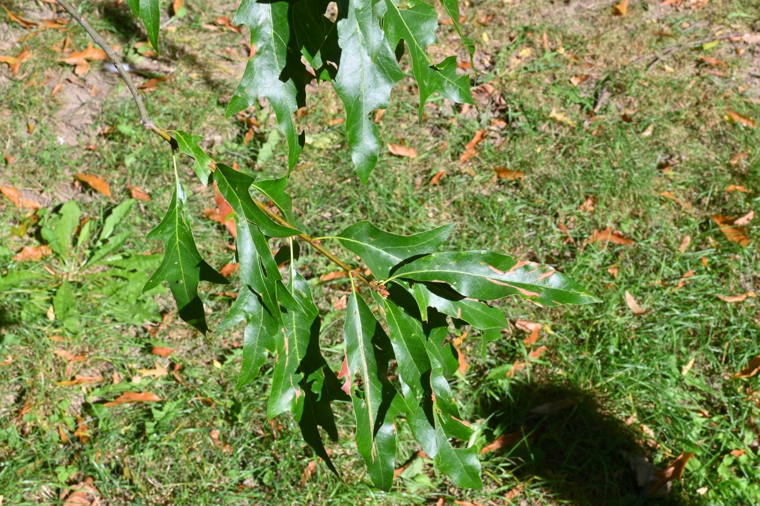 Quercus × heterophylla - Hannoversch Münden - 2020