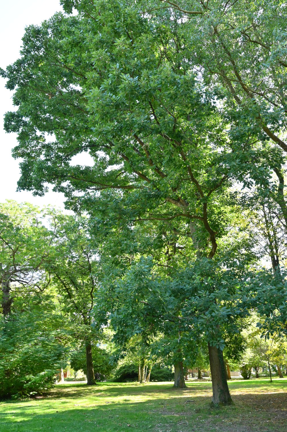 macrocarpa Quercus