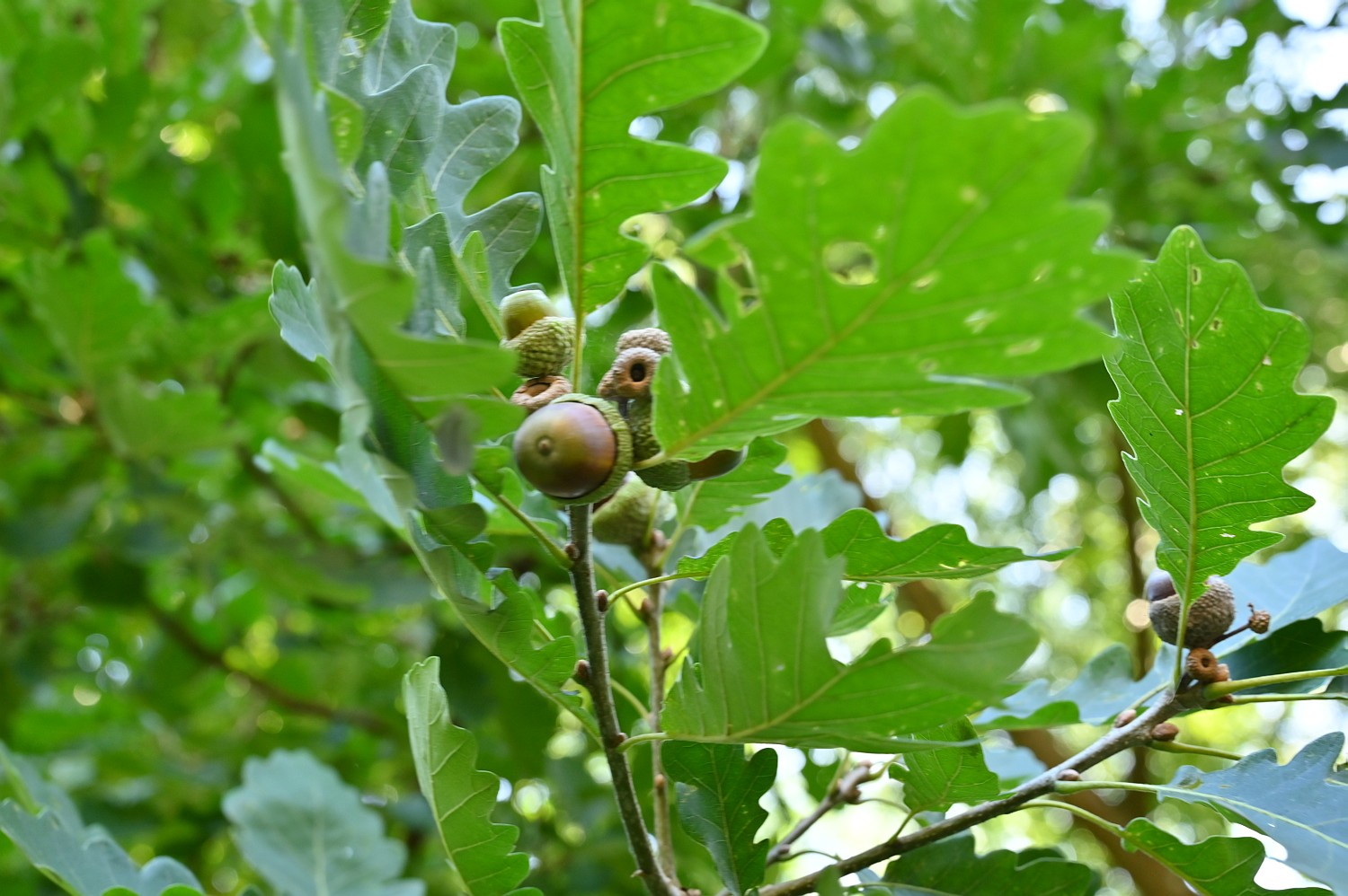 Quercus macrocarpa - Hannoversch Münden - 2020