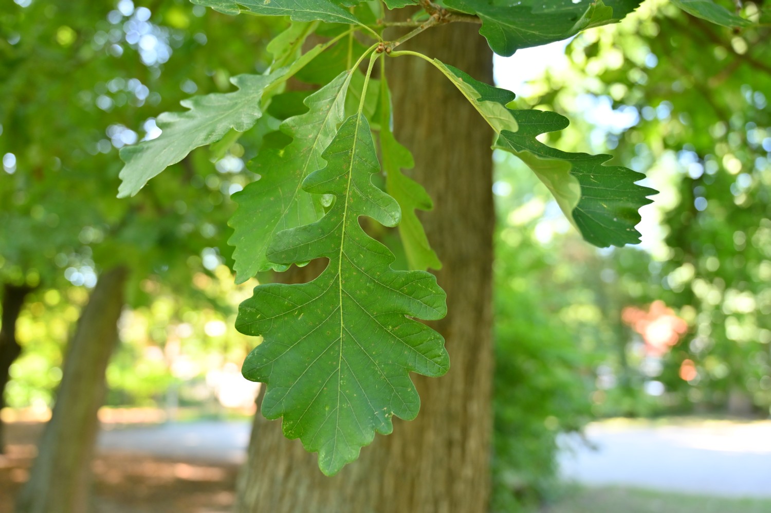 Quercus macrocarpa - Hannoversch Münden - 2020