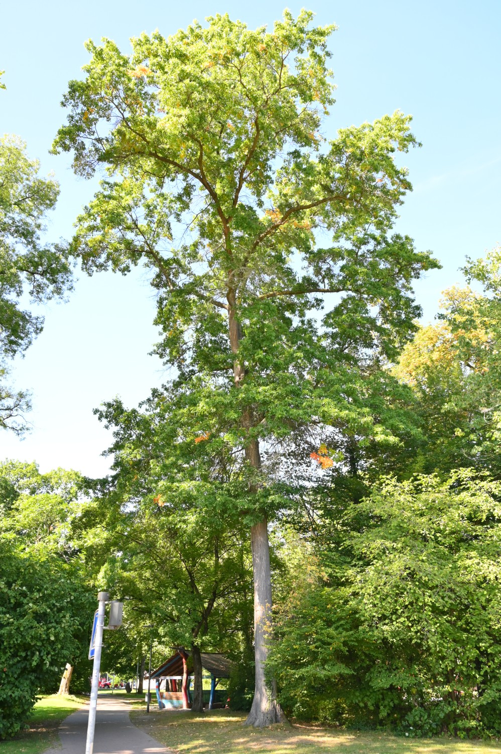 Quercus shumardii