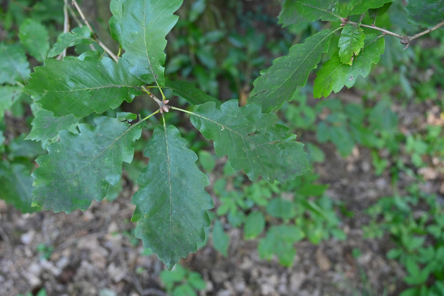 Quercus canariensis - Hannoversch Münden - 2020