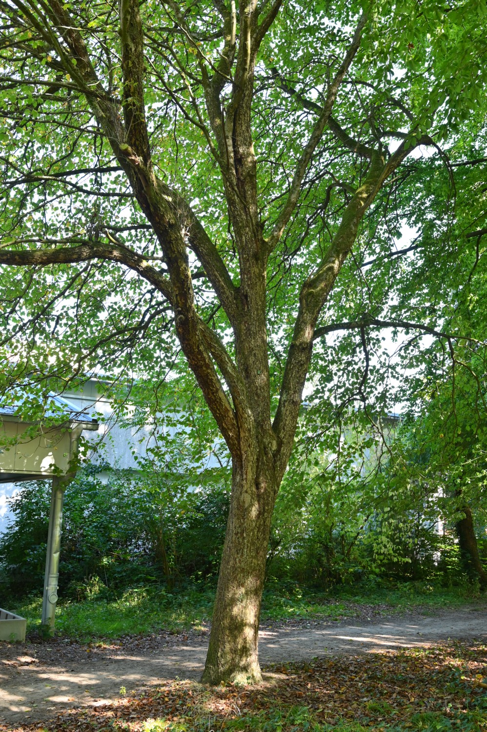 Sorbus torminalis