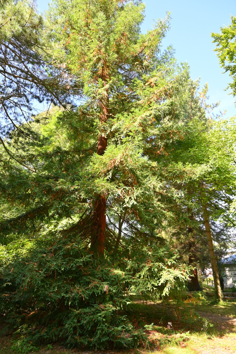 Sequoia sempervirens - Hannoversch Münden - 2020