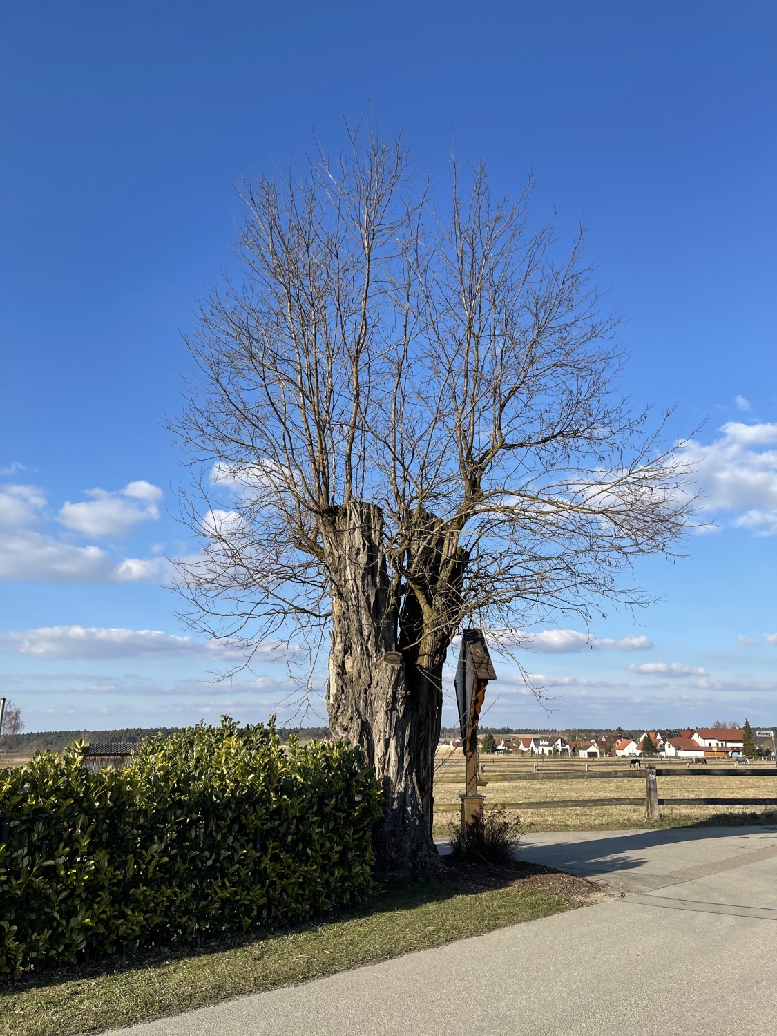Robinia pseudoacacia - Ronnweg - 2022
