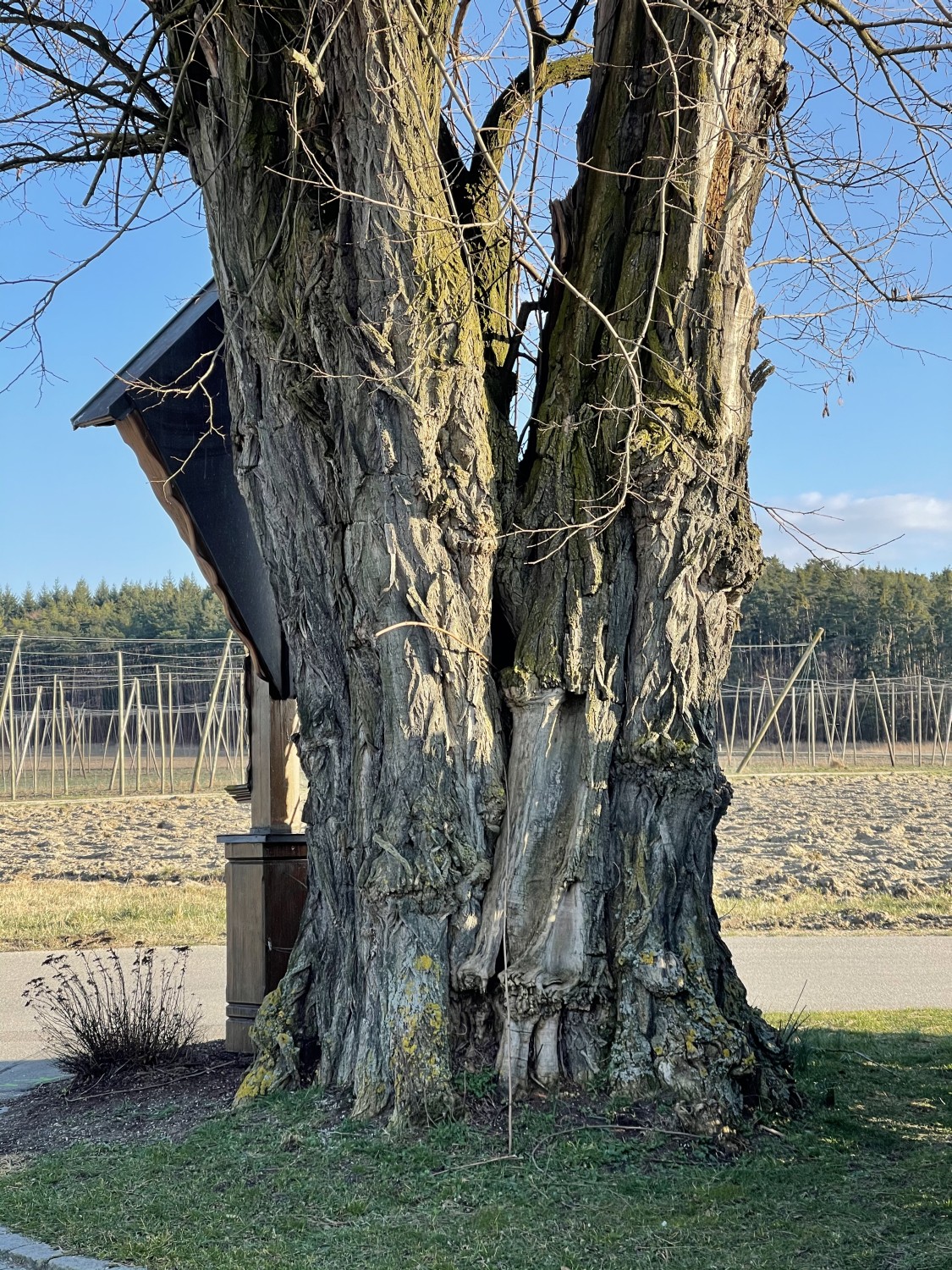 Robinia pseudoacacia - Ronnweg - 2022